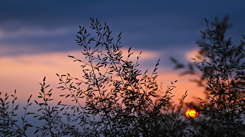 雑草のシルエット