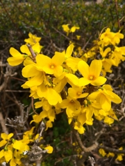 レンギョウの花