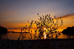 雑草のシルエット