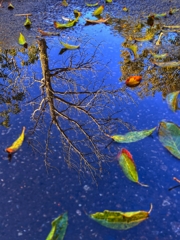 雨上がりならではの映り込み