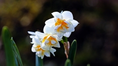 八重咲きの水仙