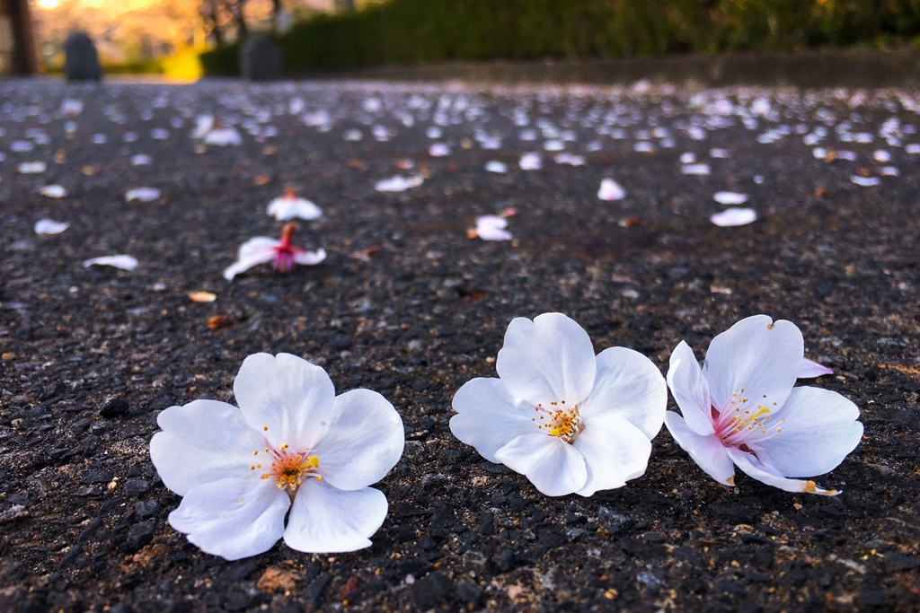 花びらよりも先に落花か～い！