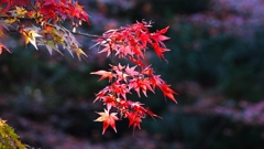 やっぱりモミジの紅葉は綺麗