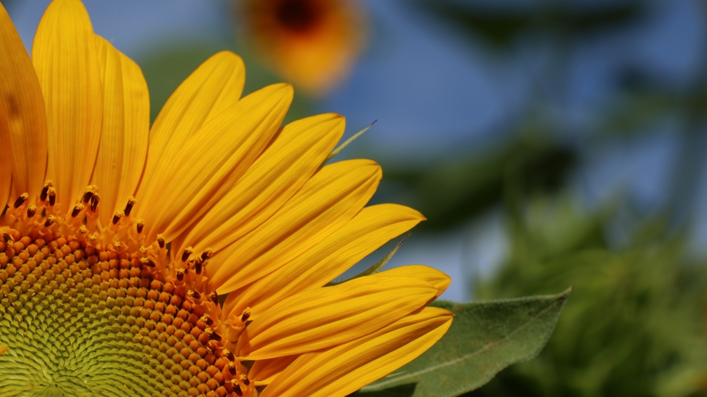 休日にひまわり畑に行ってみた.4