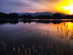 朝鴨ファミリー