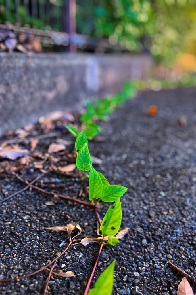 アスファルトにのびたヘクソガズラのツル