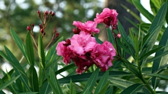 キョウチクトウ（夾竹桃）