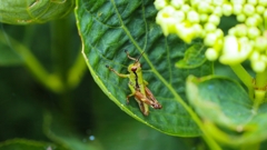 仮面ライダー登場