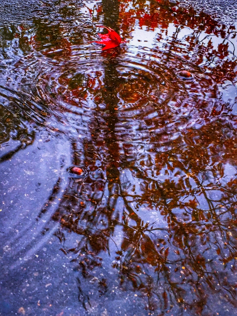 雨の日の水溜り