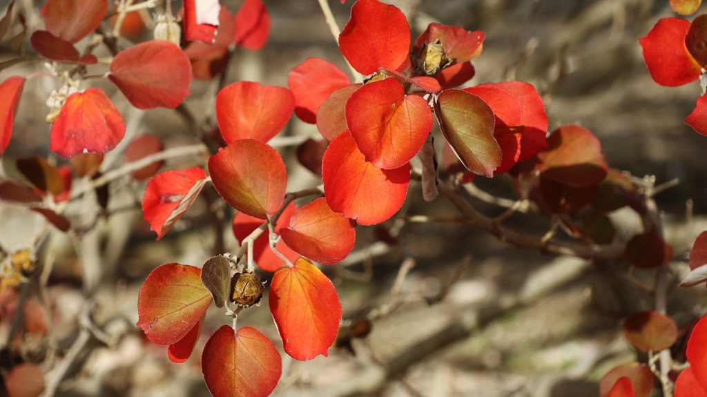 ナンキンハゼの紅葉
