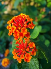 シチヘンゲ（七変化）