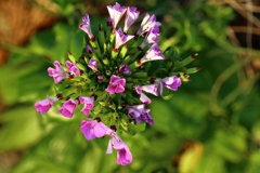 アメリカナデシコ