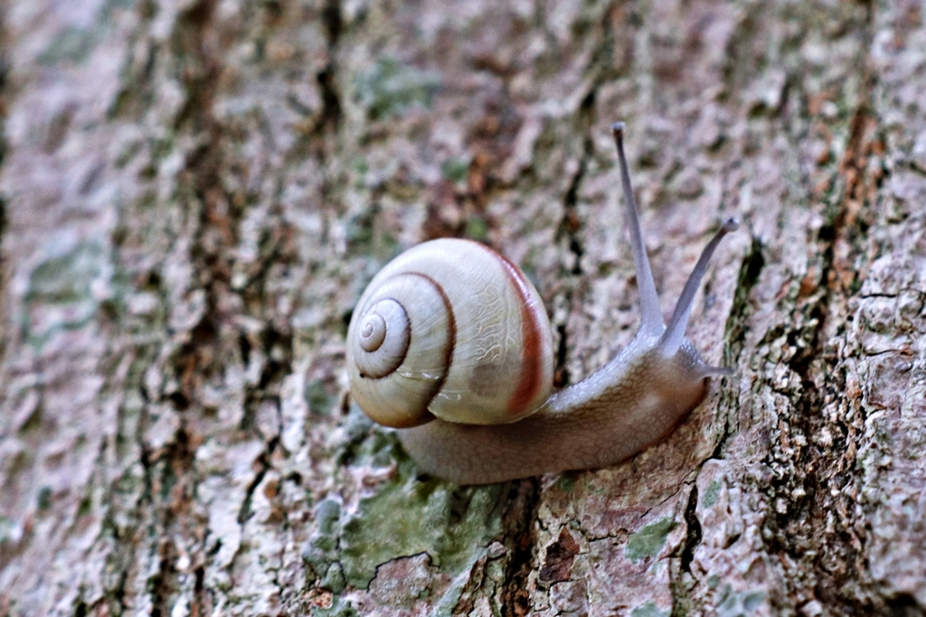 君も紅葉狩りに来たの？