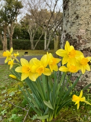 ラッパスイセン