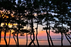 松林の夕景