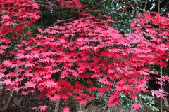 濃い色のモミジ