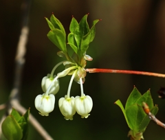 ドウダンツツジの花