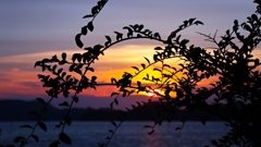 雑草のシルエットver.1