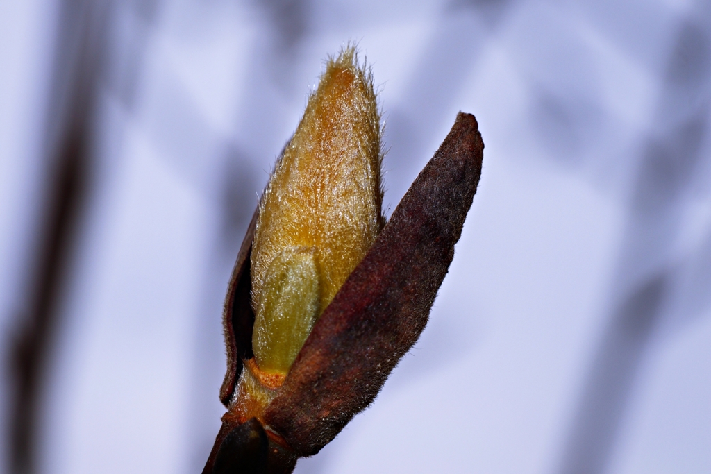 ハクモクレンの花芽（冬芽）