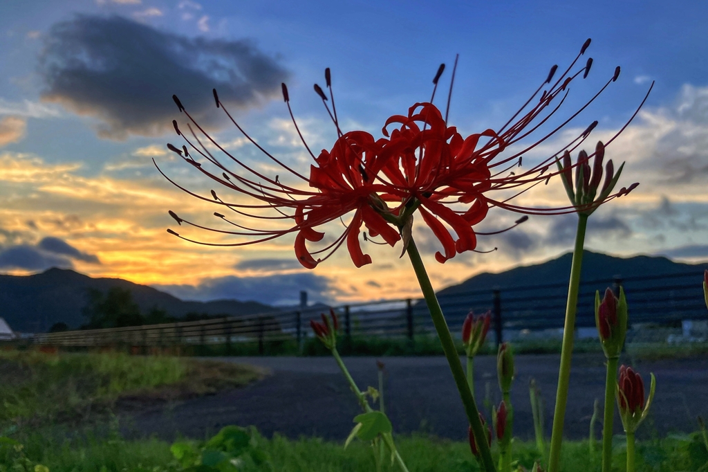 朝焼けと彼岸花