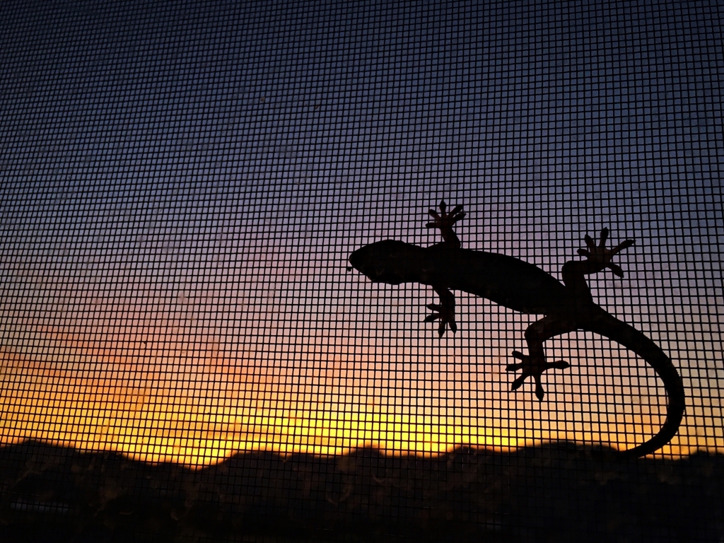 夜明けのヤモリ