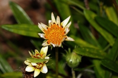 足元にショウリョウバッタ！