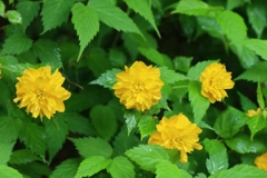 ヤマブキ色の花