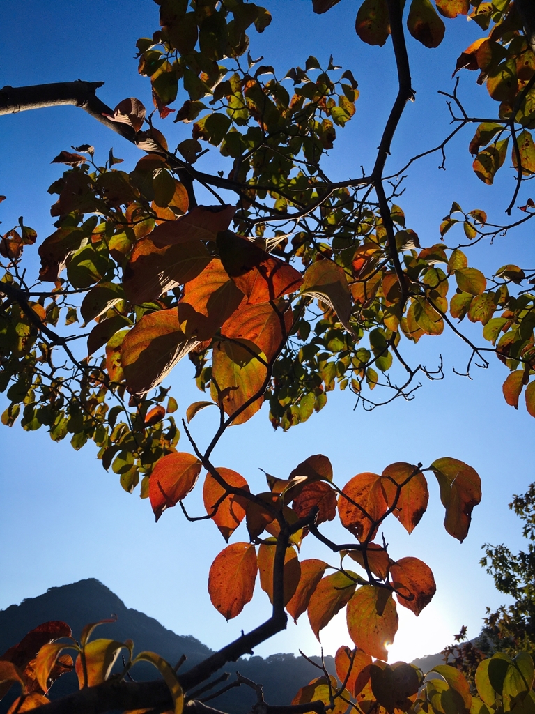 ハナミズキの紅葉