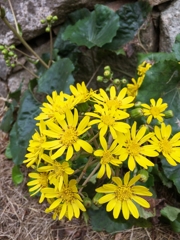 ツワブキ咲いた