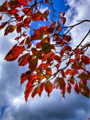 紅葉