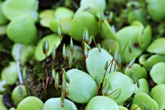 マメズタと別の苔の胞子体