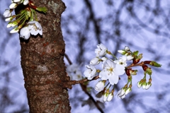 ソメイヨシノの亜系.2