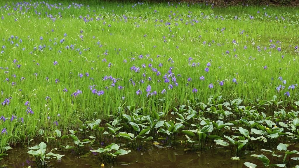 杜若自生沼地にて