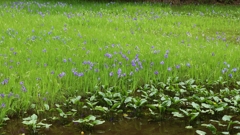 杜若自生沼地にて