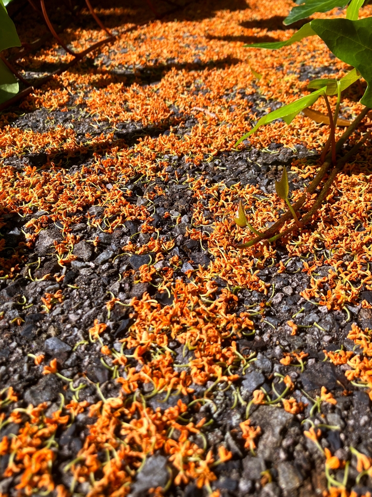 落花部隊第三師団