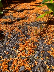 落花部隊第三師団