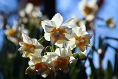 八重咲の水仙も咲きました！