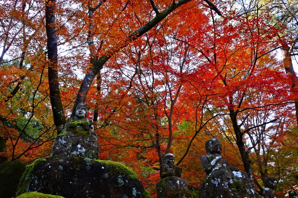 紅葉の林
