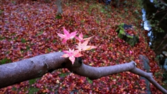 紅葉撮りの一枚目