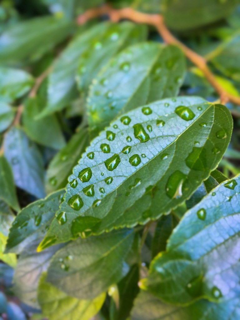 雨粒をまとった朝