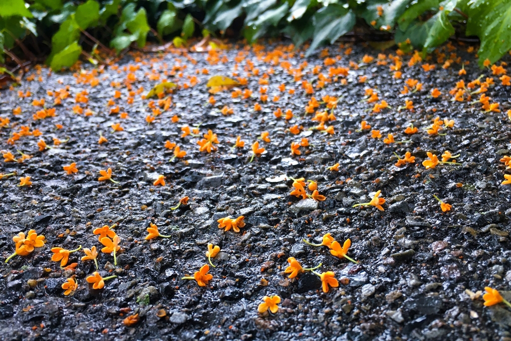 キンモクセイの落花