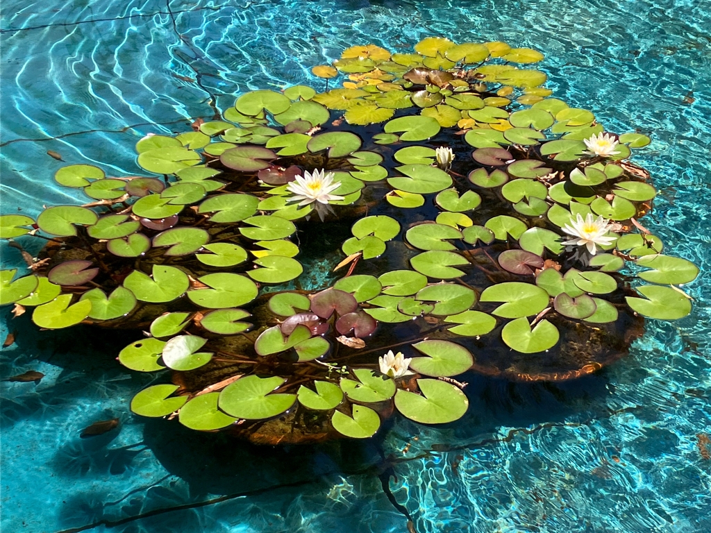 モネの睡蓮の画がある池
