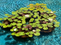 モネの睡蓮の画がある池