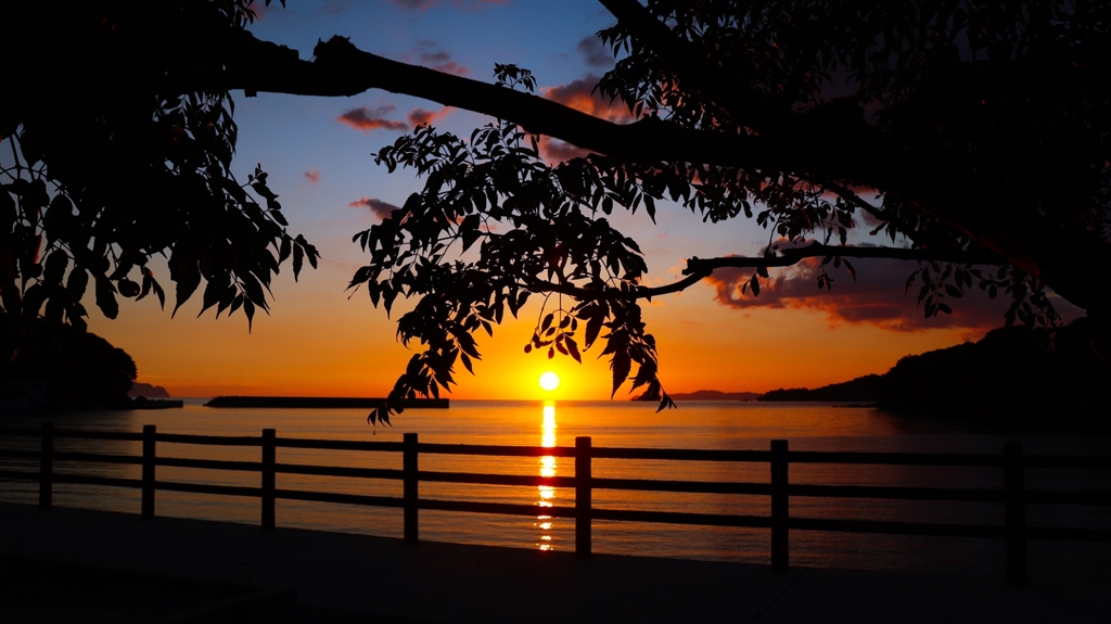 栴檀のシルエット