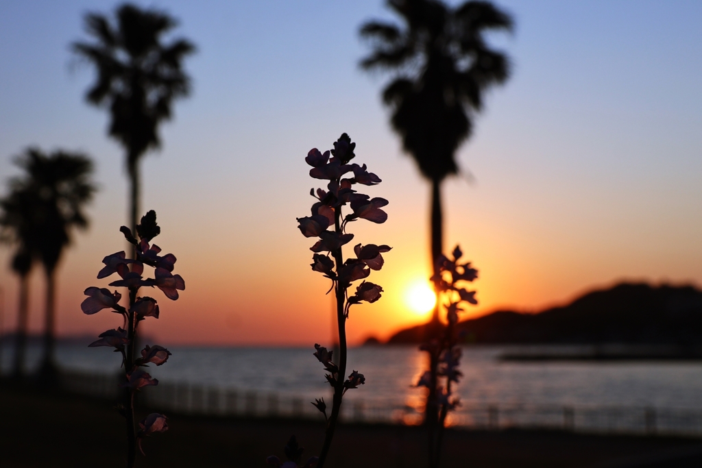 マツバウンランのセミシルエット