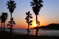 マツバウンランのセミシルエット