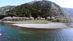 河川敷の桜.1