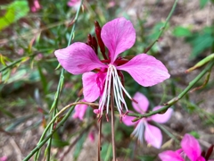 ピンクのガウラ