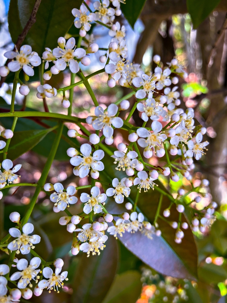 カナメモチの花
