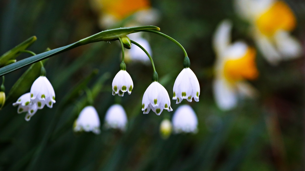 スノーフレーク(鈴蘭水仙)